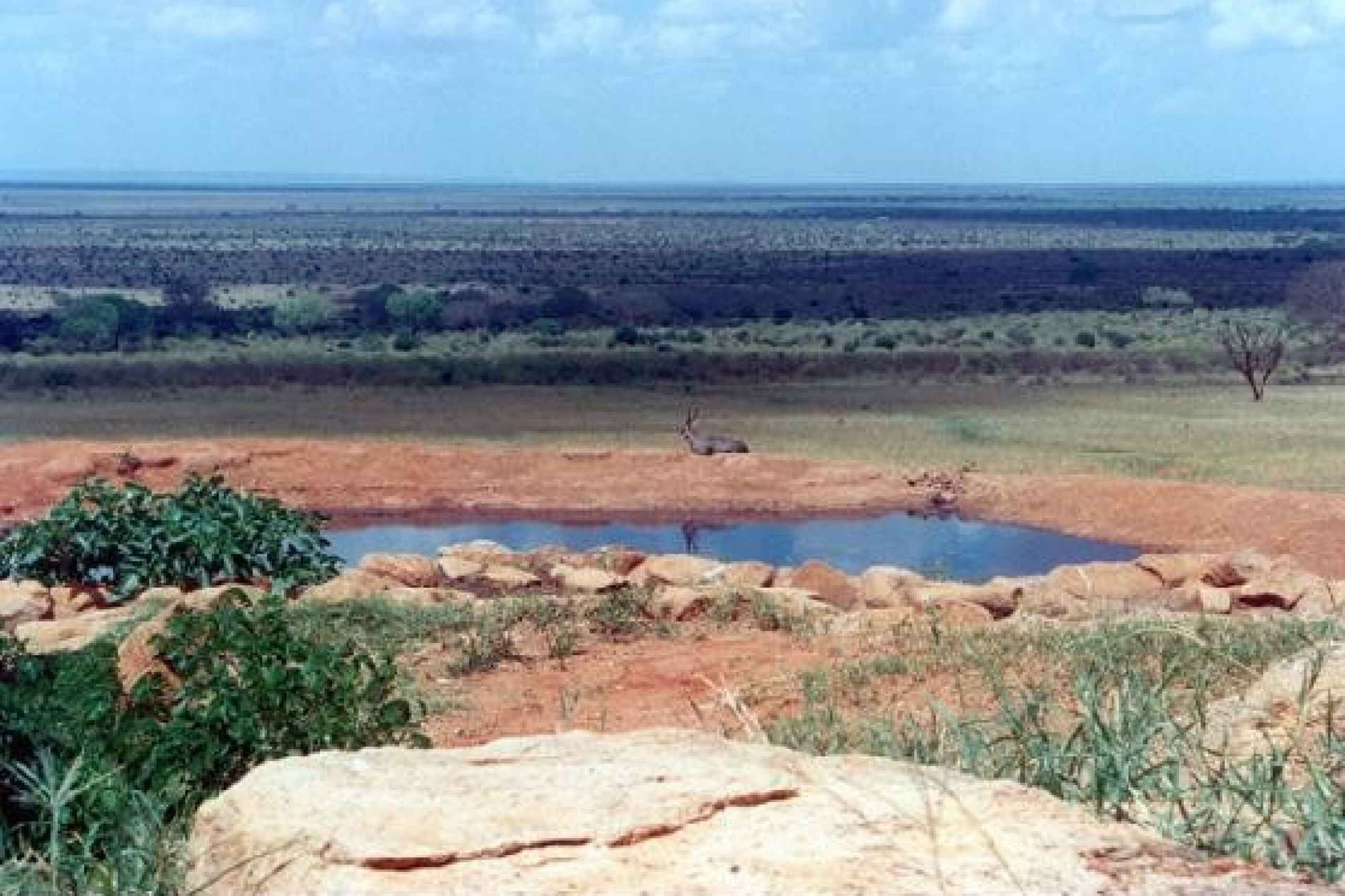 Tsavo National Parks Day Safari From Mombasa And Diani