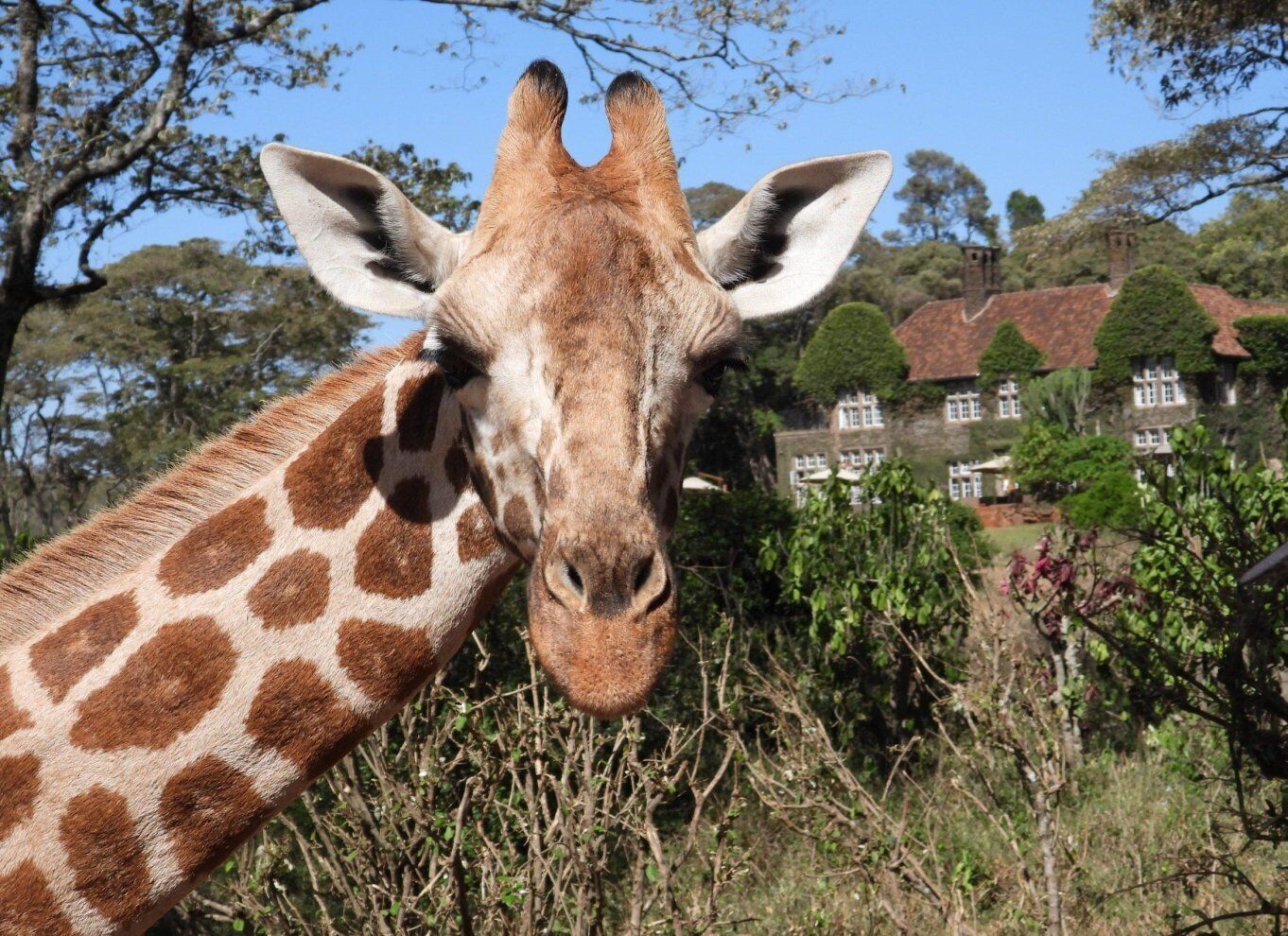 Giraffe Centre Beads Centre Karen Blixen Museum Day Tour