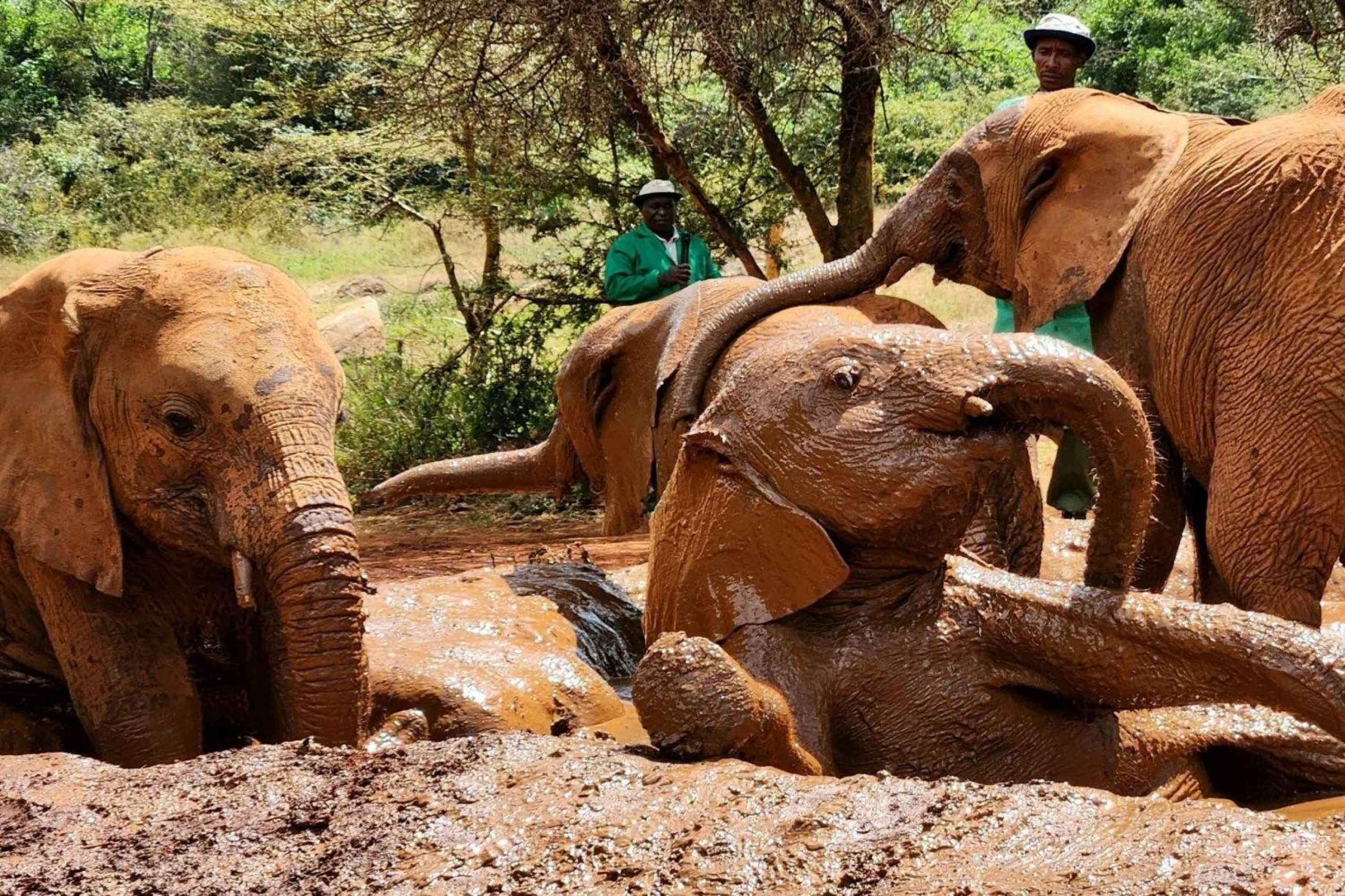 Elephant Orphanage Bomas Of Kenya Half Day Tour