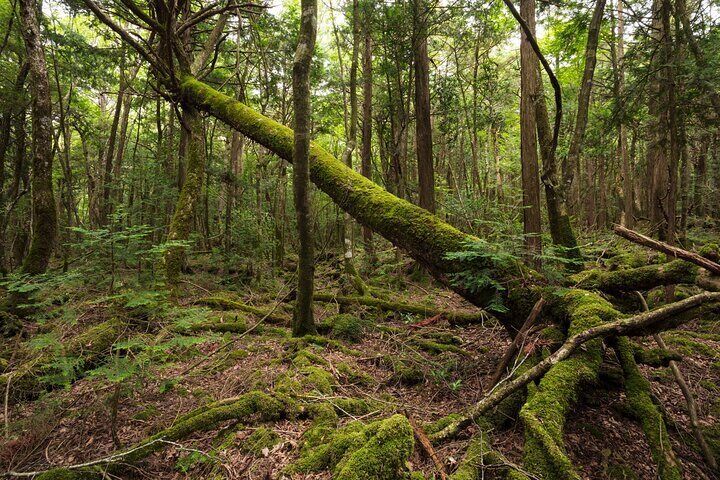 Aokigahara Jukai Forest Private Tour With Licensed Guide