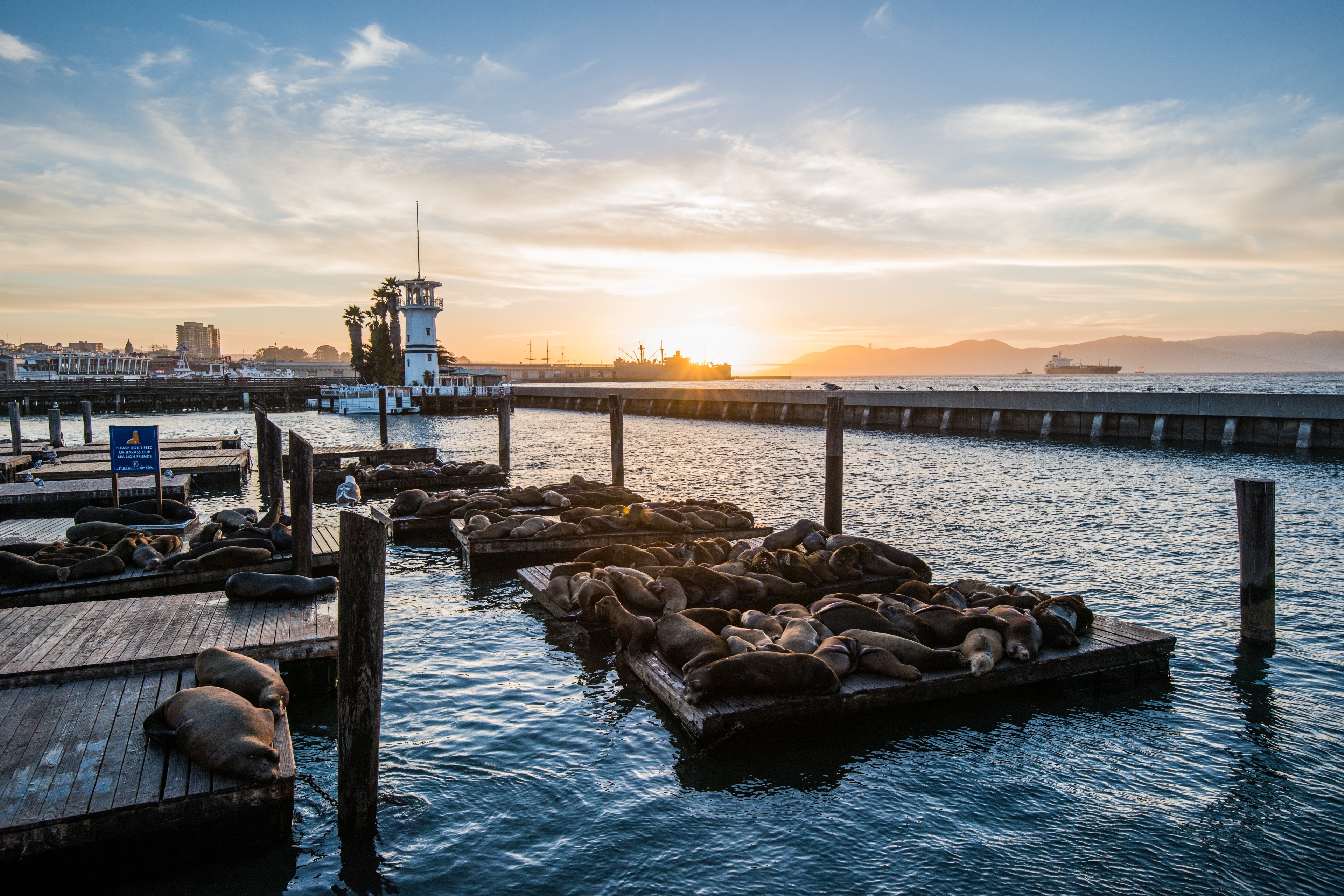 PIER 39 and Sea Lions  San Francisco Electric Tour Company