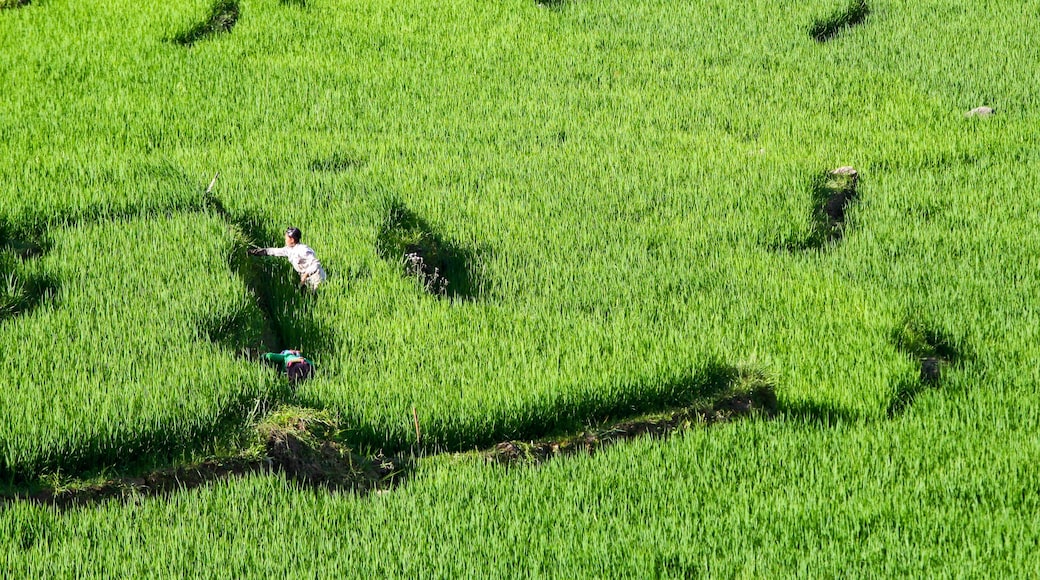 Lao Cai Province