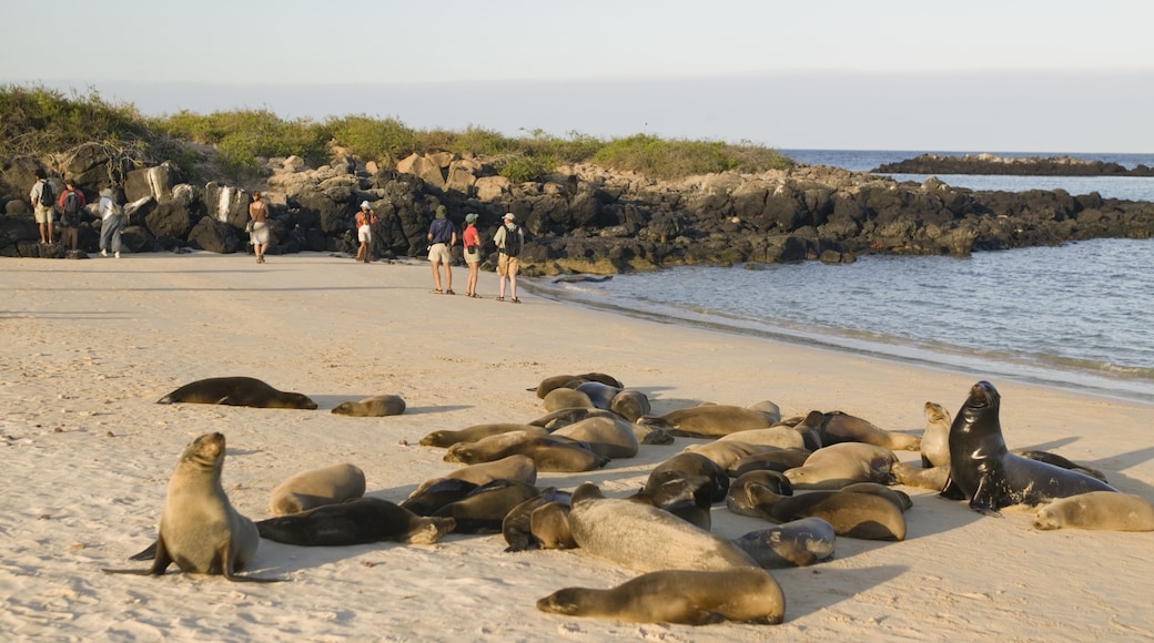 Galapagosöarna