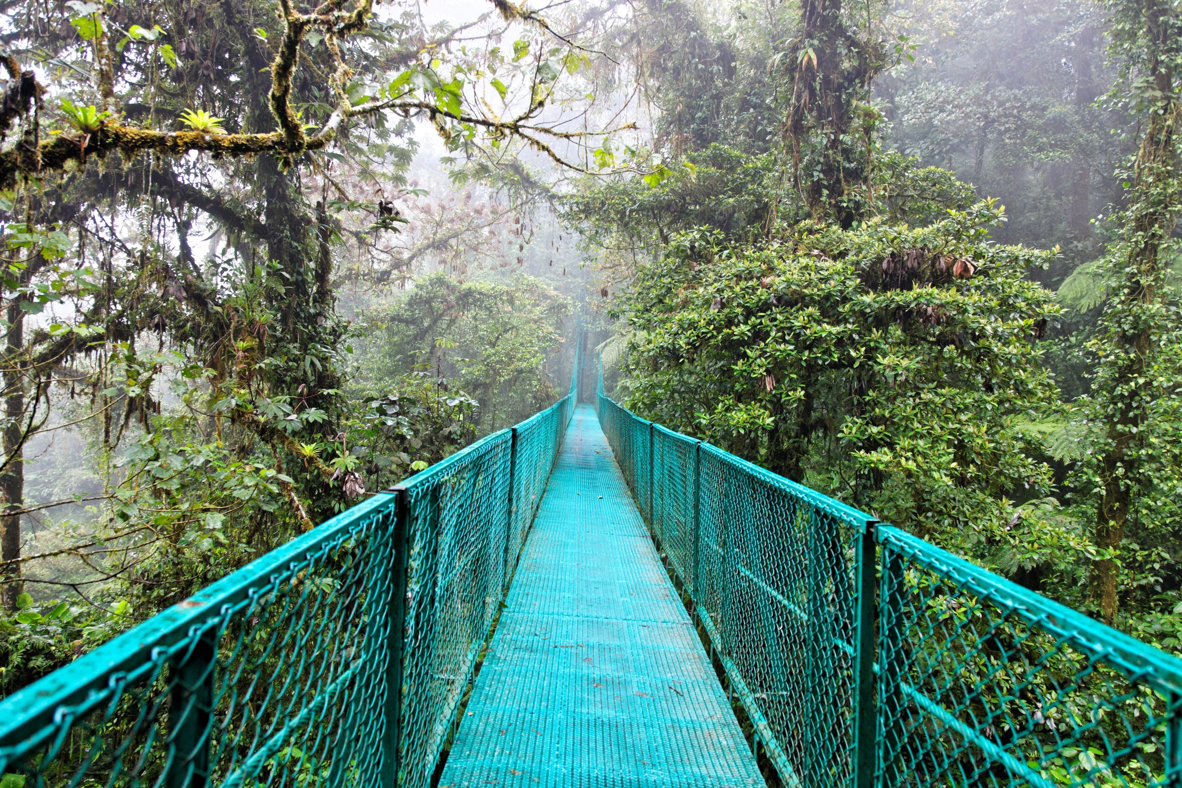 Monteverde Cloud Forest Biological Reserve, Monteverde, Puntarenas Province, Costa Rica