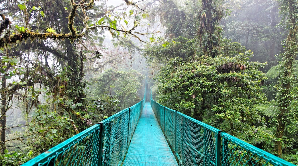 Monteverde Bulut Ormanı Biyolojik Koruma Alanı, Monteverde, Puntarenas (ili), Kosta Rika
