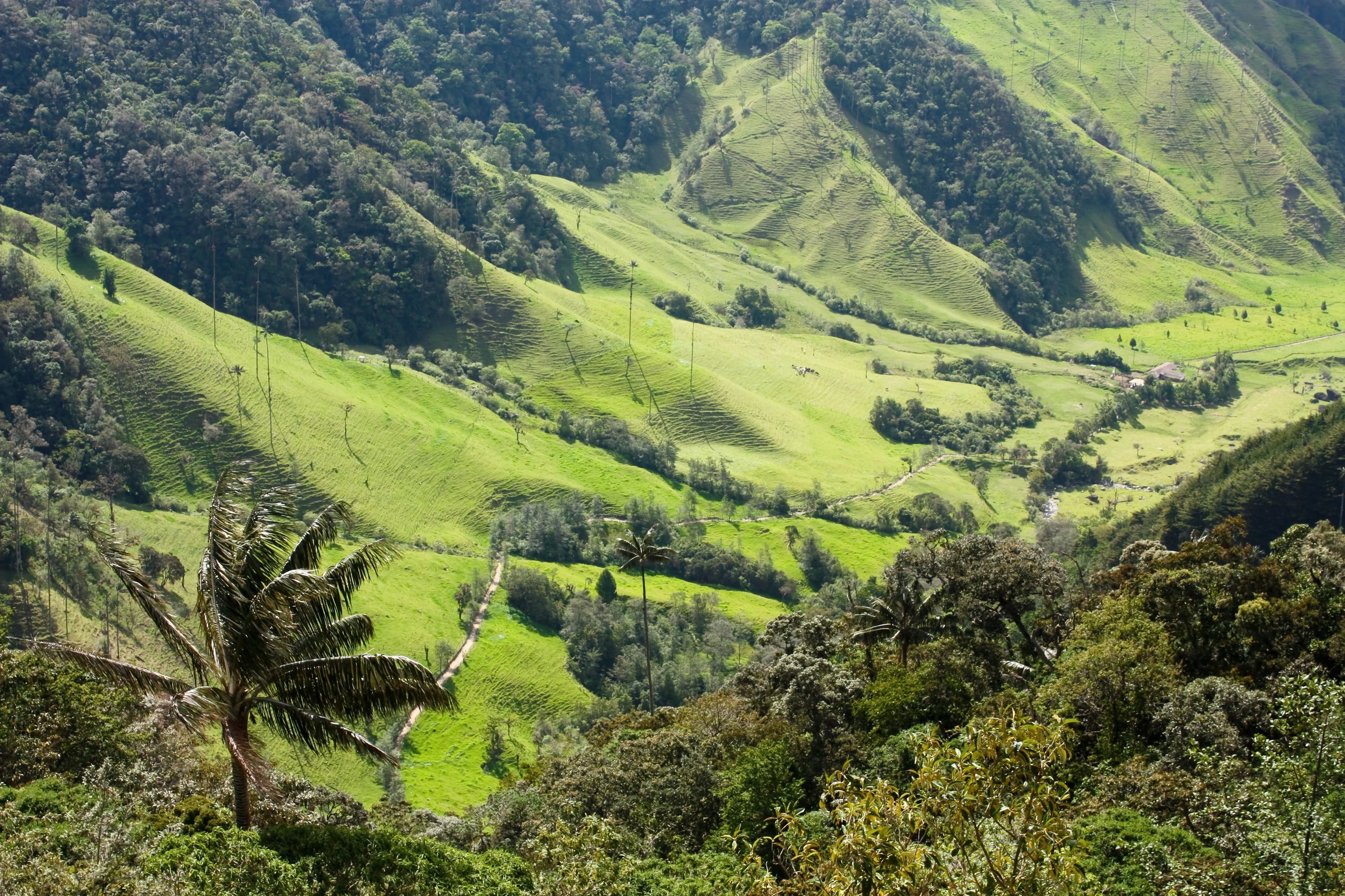 Armenia, Quindio Botanical Garden and Coffee Farm Private Tour 2023