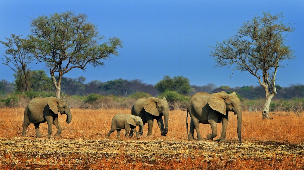 South Luangwa National Park