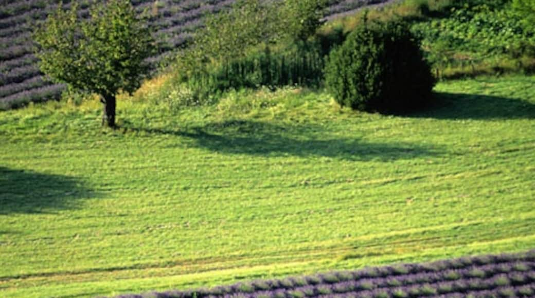 Champs de lavande