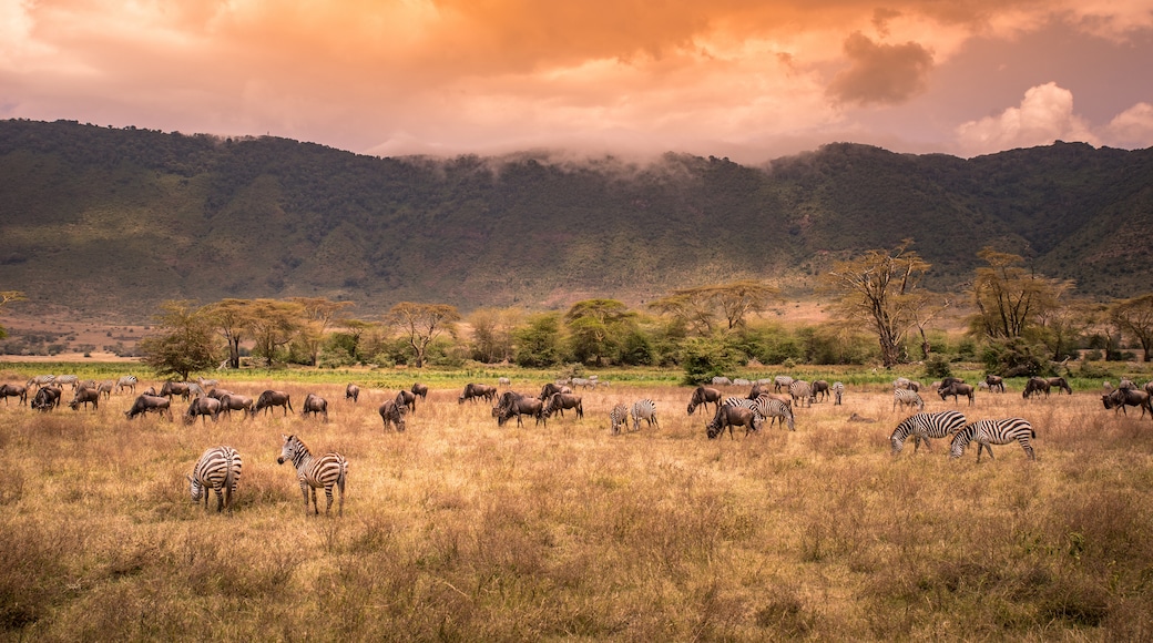 Ngorongoro naturvårdsområde, Arusha, Tanzania