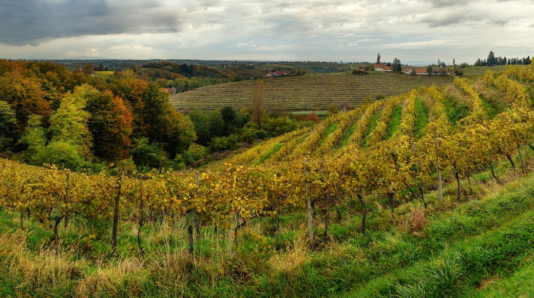 Podravje Wine Region