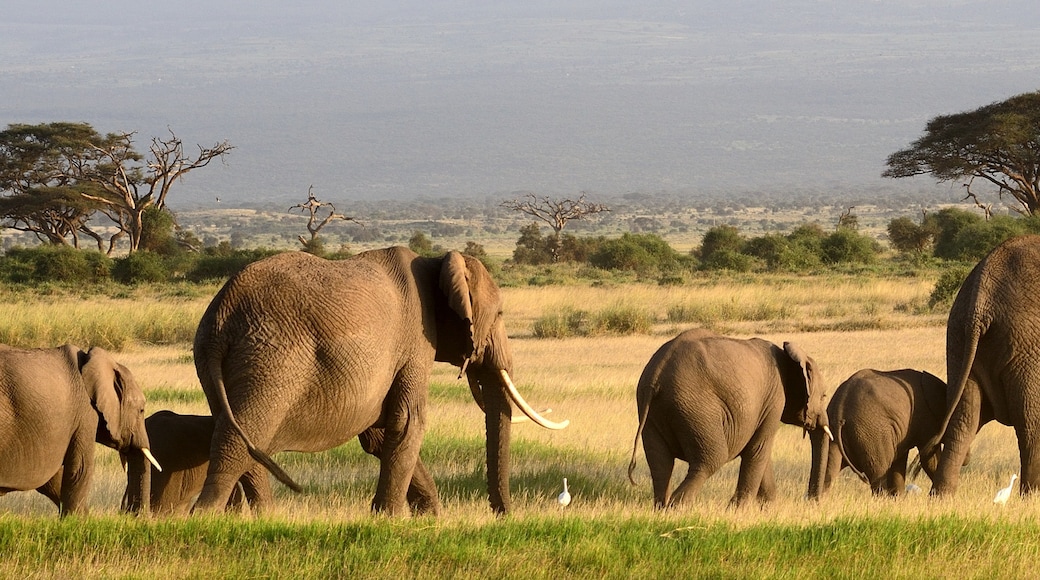 Selous Game Reserve (réserve animalière), Tanzanie