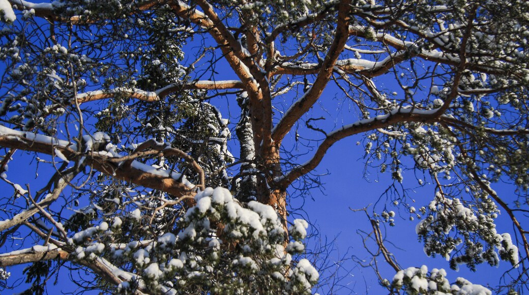 Kostamuksen kaupunkipiiri