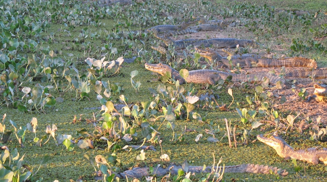 Cagar Alam Pantanal