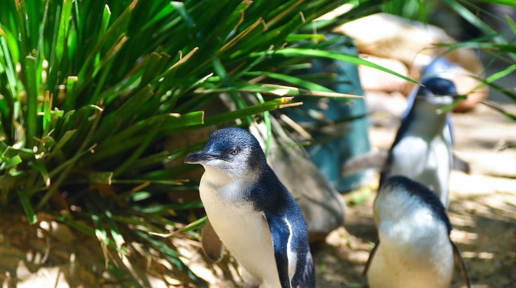 Featherdale Wildlife Park, Sydney, New South Wales, Australia