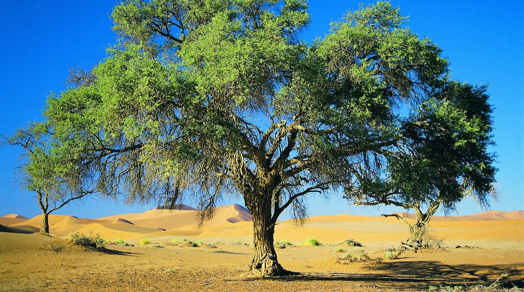 อุทยานแห่งชาติ Namib-Naukluft