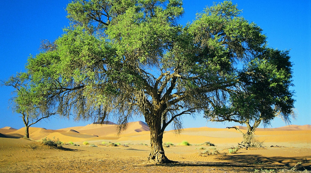 Namib-Naukluft National Park