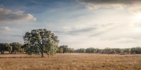 Dripping Springs