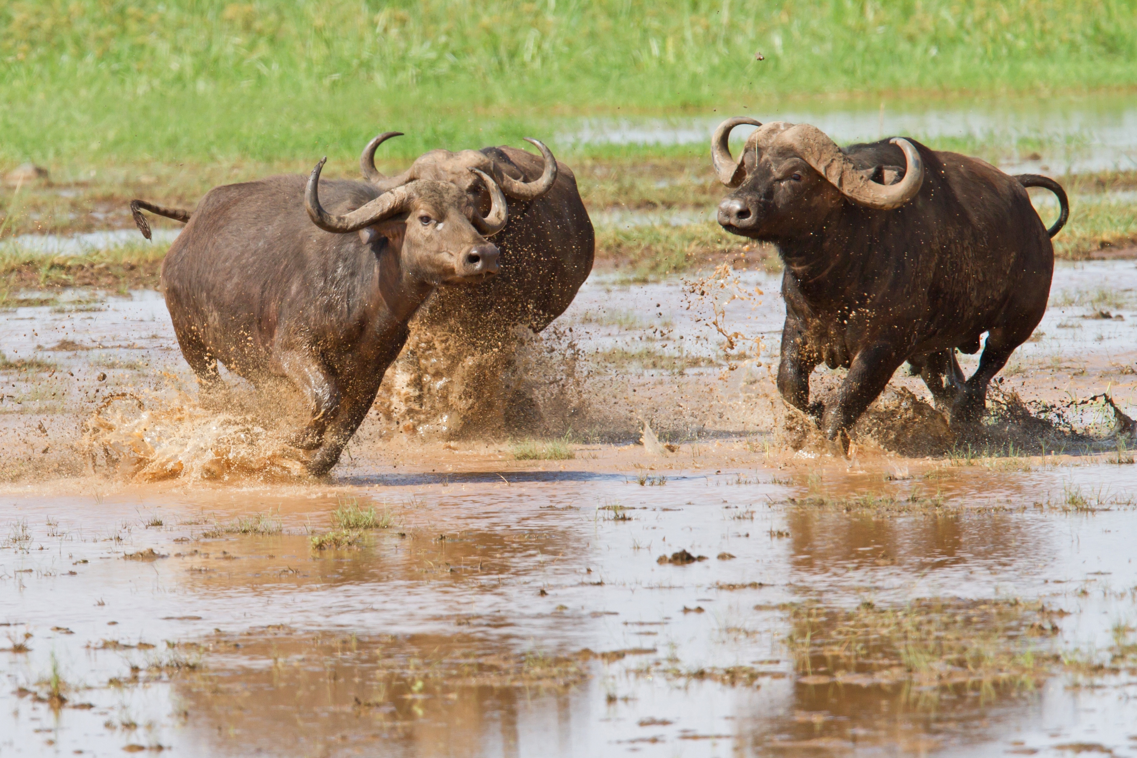 Visit Lake Manyara National Park 2024 Travel Guide For Lake Manyara   12f3c2ab2ff84fb4bad05a1c70e30a47 