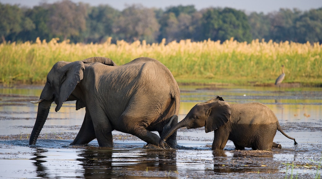 Zambia