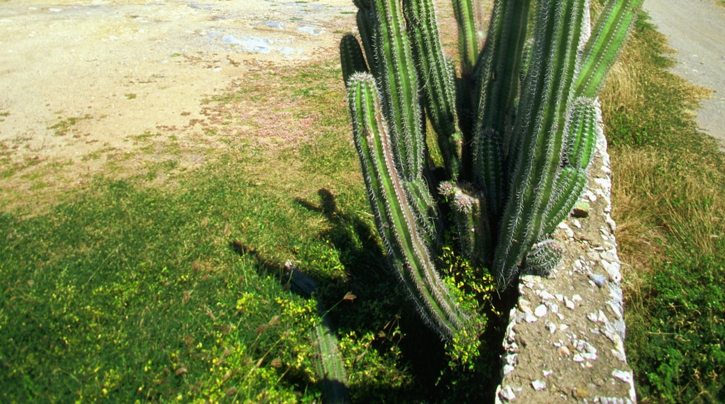 Chapel of Alto Vista