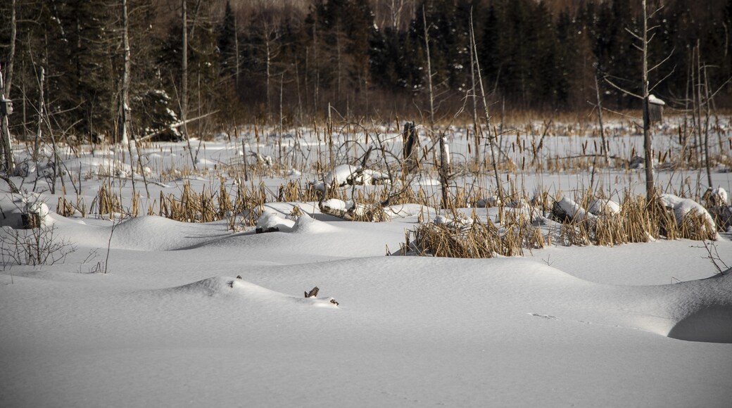 Lago Elliot