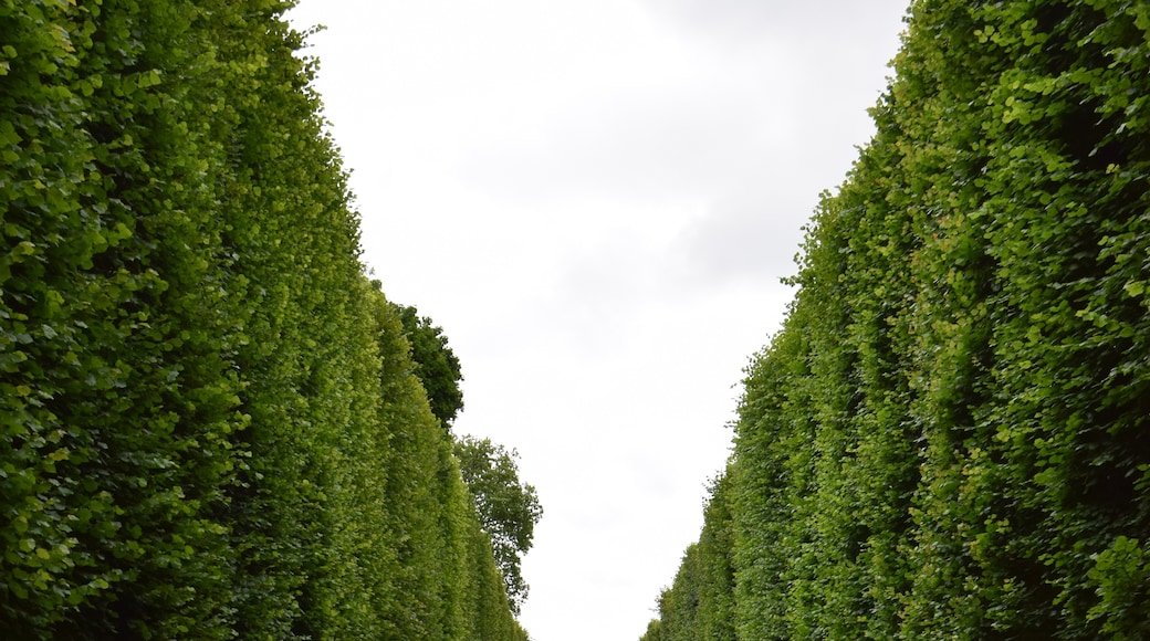 Palace of Versailles