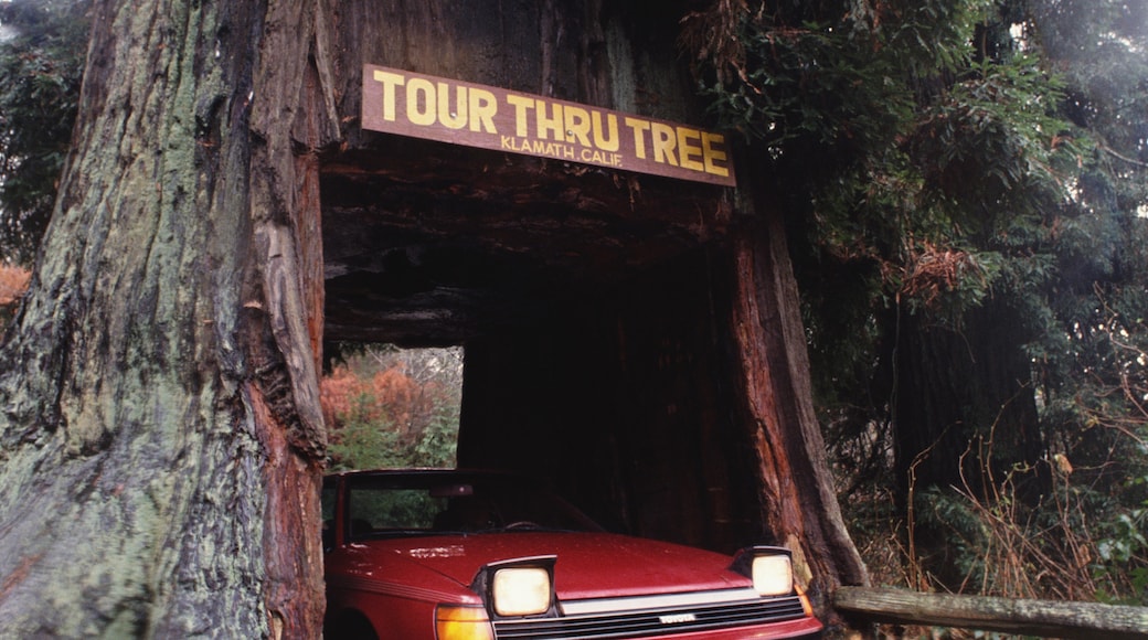 Trees of Mystery, Klamath, California, United States of America