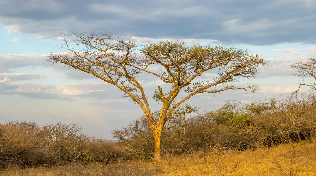 Mapungubwe World Heritage Landscape Visitors Center