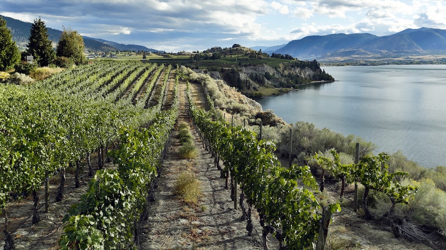 Lang Vineyards