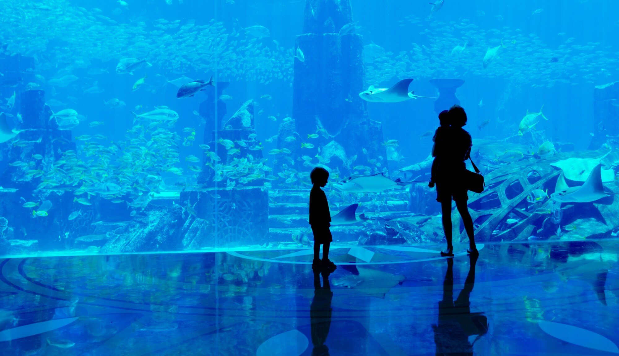 Океанариум в шанхае Океанариум в шанхае