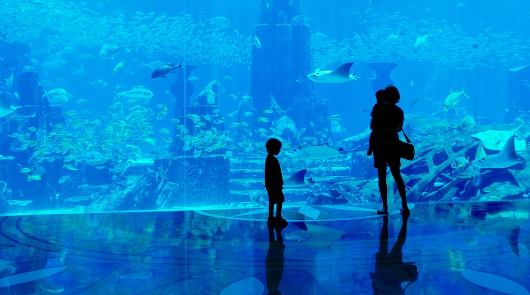 Dubain akvaario ja vedenalainen eläintarha, Dubai, Dubai, Yhdistyneet arabiemiirikunnat