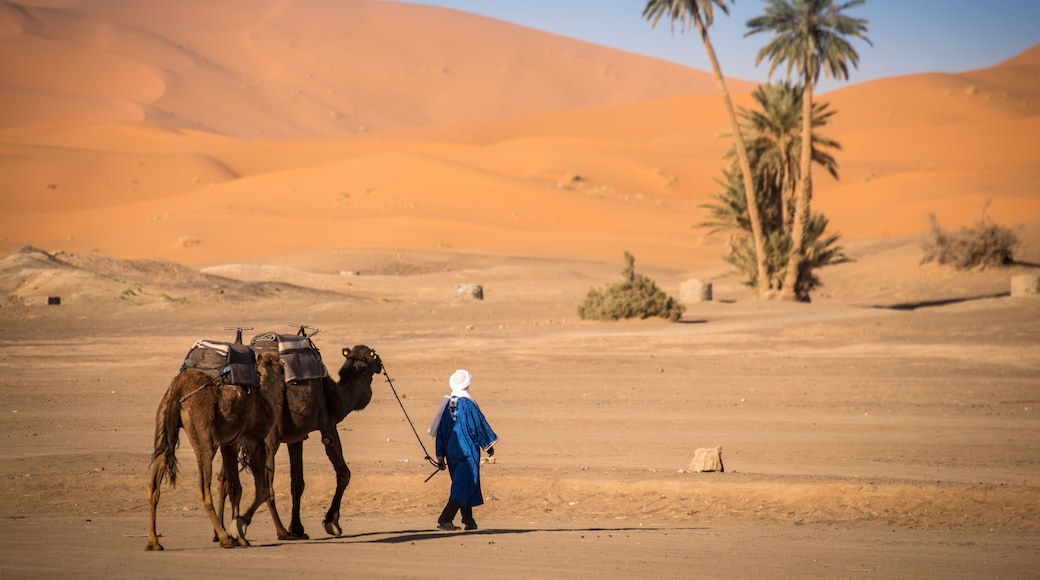 Meknes-Tafilalet