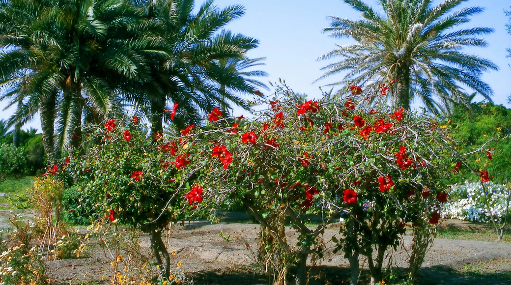 Gouvernorat de Gabès