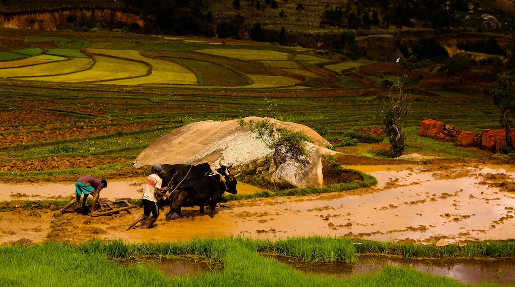 Antsirabe