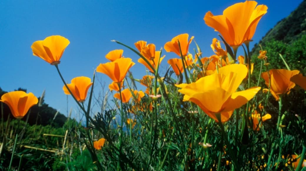 Antelope Valley California Poppy Reserve