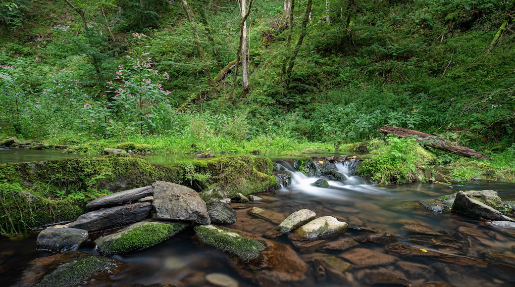 Hautes Fagnes – Parc national de l'Eifel