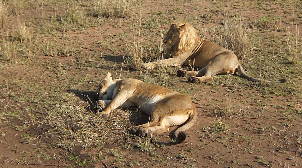 Serengeti nationalpark
