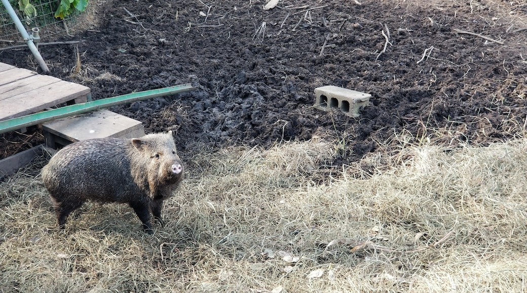 Zoológico de Okinawa