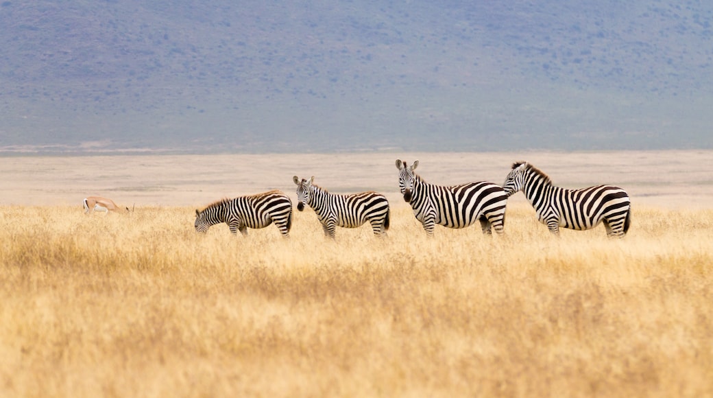 Área de Conservação Ngorongoro