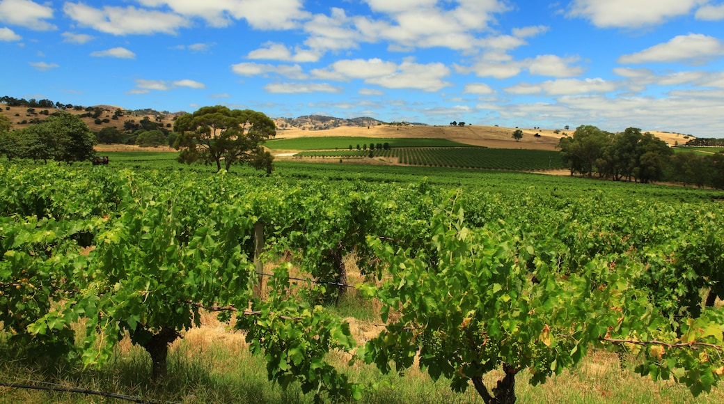 Kellermeister Winery, Lyndoch, South Australia, Australia