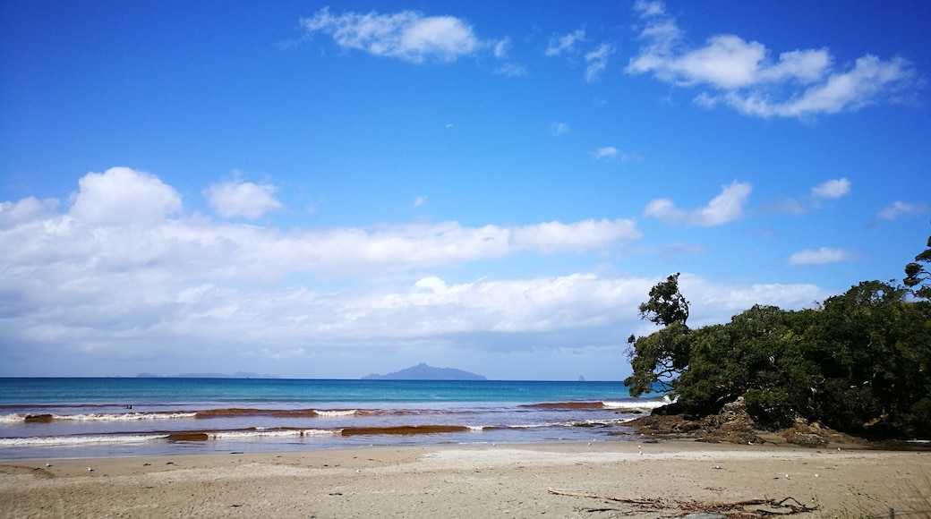 Waipu Cove Beach