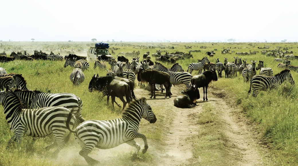 Serengeti nationalpark