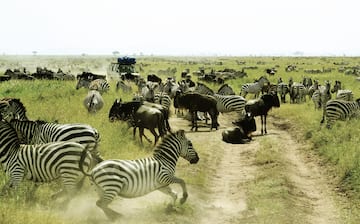 Serengeti, Mara Region, Tanzania