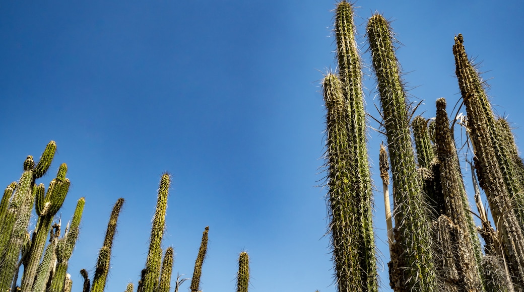 Reserva de la Biosfera Tehuacán-Cuicatlán