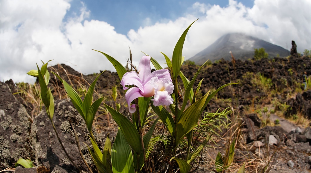 Nationalparken Arenal Volcano