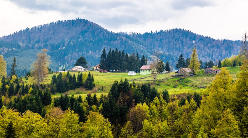 Düzcen maakunta