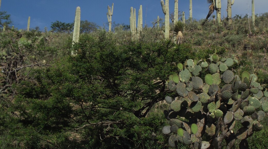 Reserva de la Biosfera Tehuacán-Cuicatlán