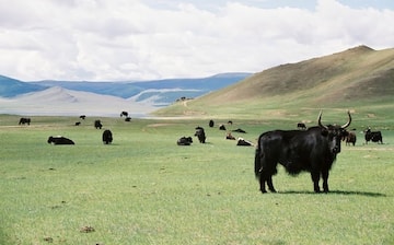 Moron, Hovsgel, Mongolia
