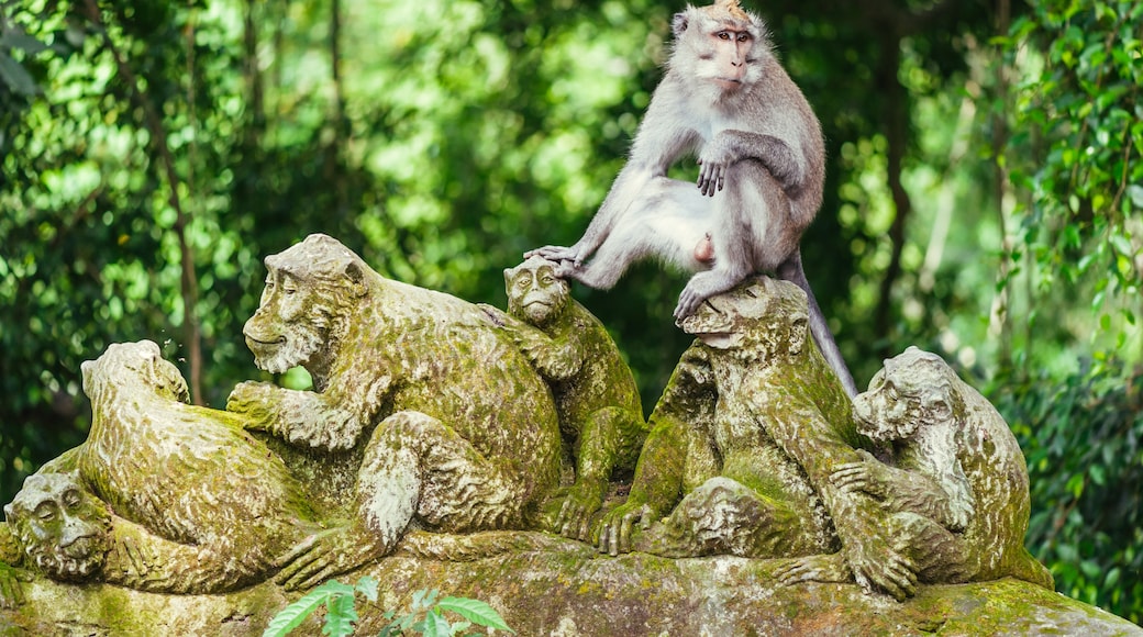 Ubud-i Majmok Erdeje, Ubud, Bali, Indonézia