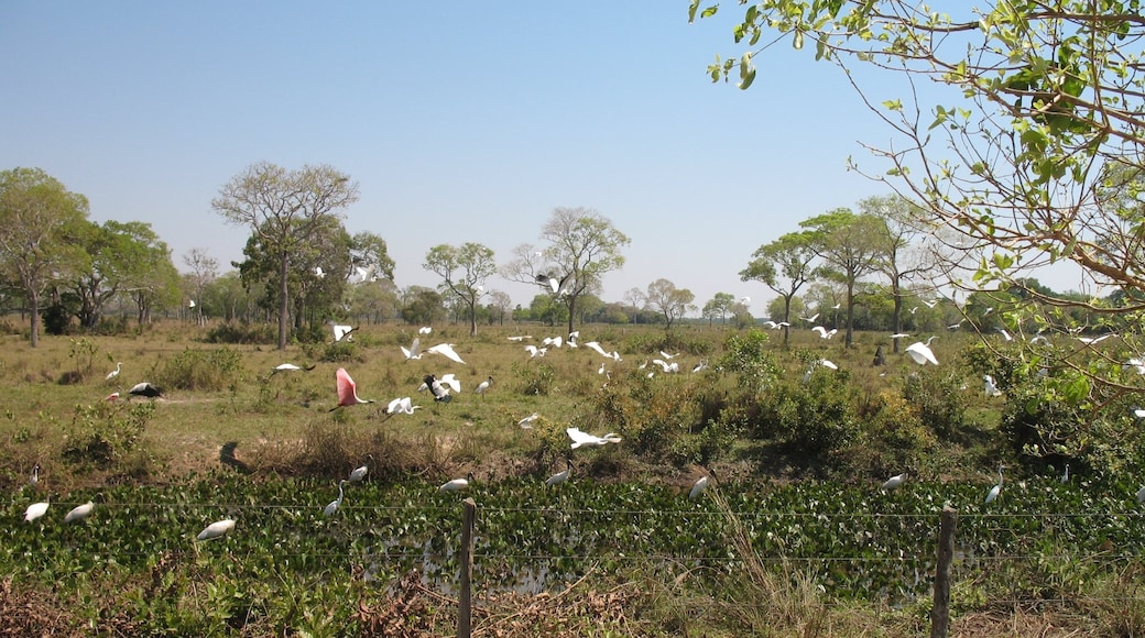 Pantanal Conservation Complex